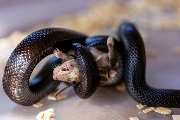 Крысиная змея фото Pantherophis bairdi Wikipedia