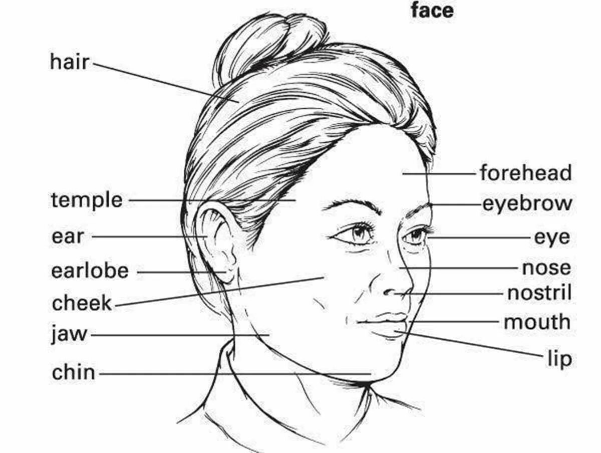 Части лица на английском. Название частей лица человека на английском. Части головы на английском. Части лица насанлийском.