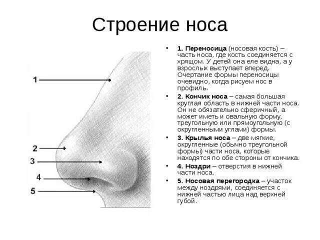Переносица значение. Нос обоняние. Типы носов с названиями. Зарубить на носу значение. Переносица значение.