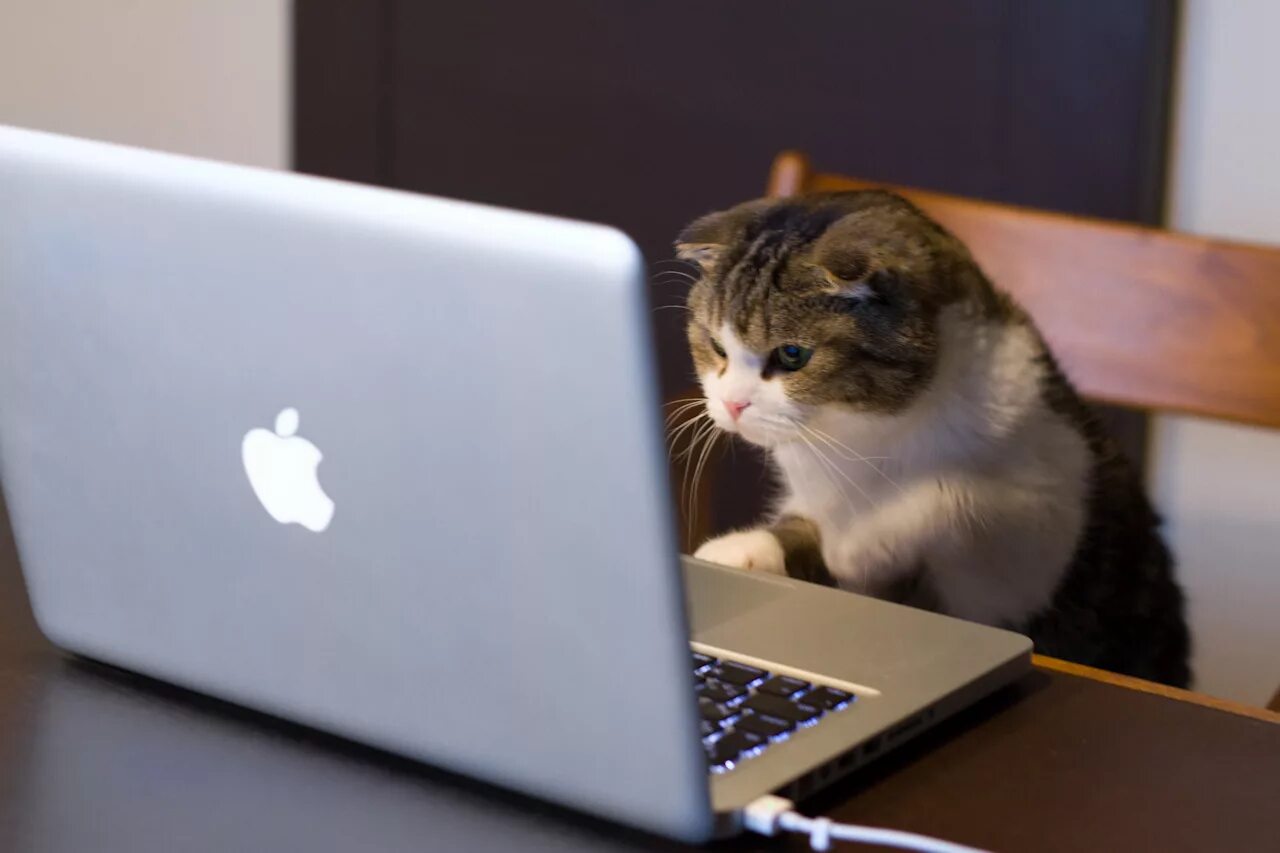 They got a computer. Продвижение статьями. Кошка за ноутбуком. Коты за компьютером. Кот программист.