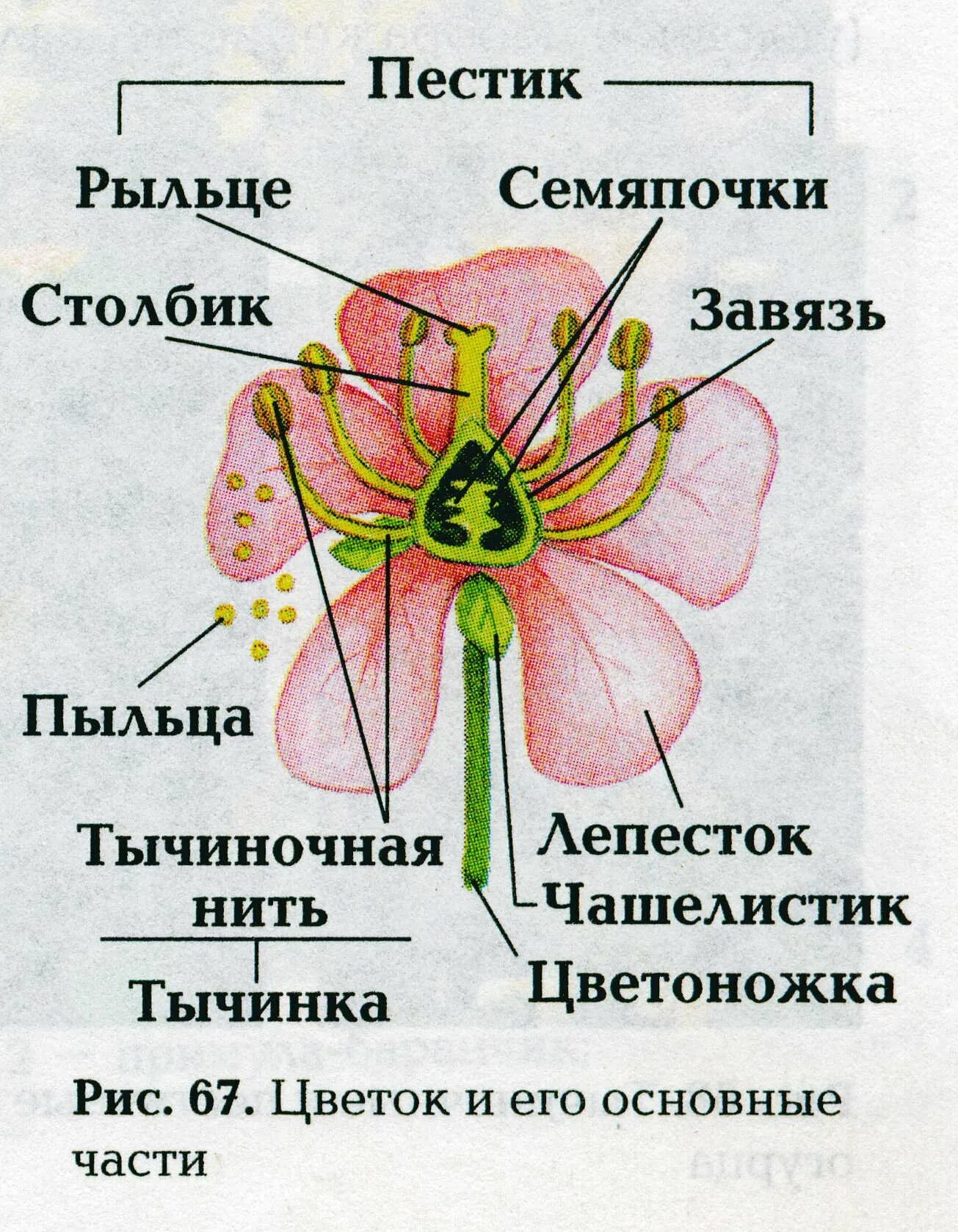 Чашелистики пестик тычинки венчик. Схема строения цветка пестик. Генеративные части цветка. Части цветка схема биология 6 класс.