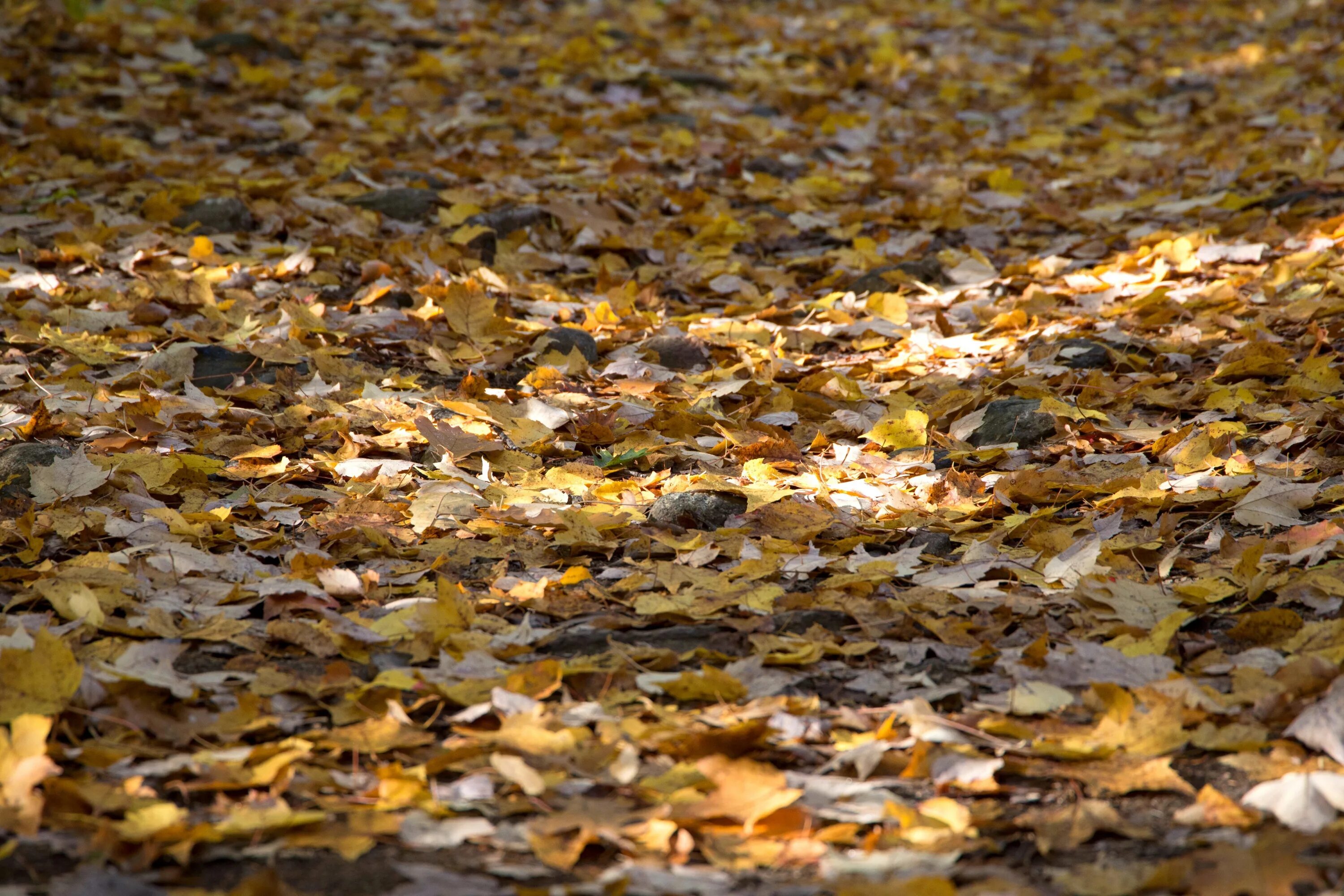 Осень листья на земле. Листва на земле. Осенние листья лежат на земле. Листва для фотошопа на земле.