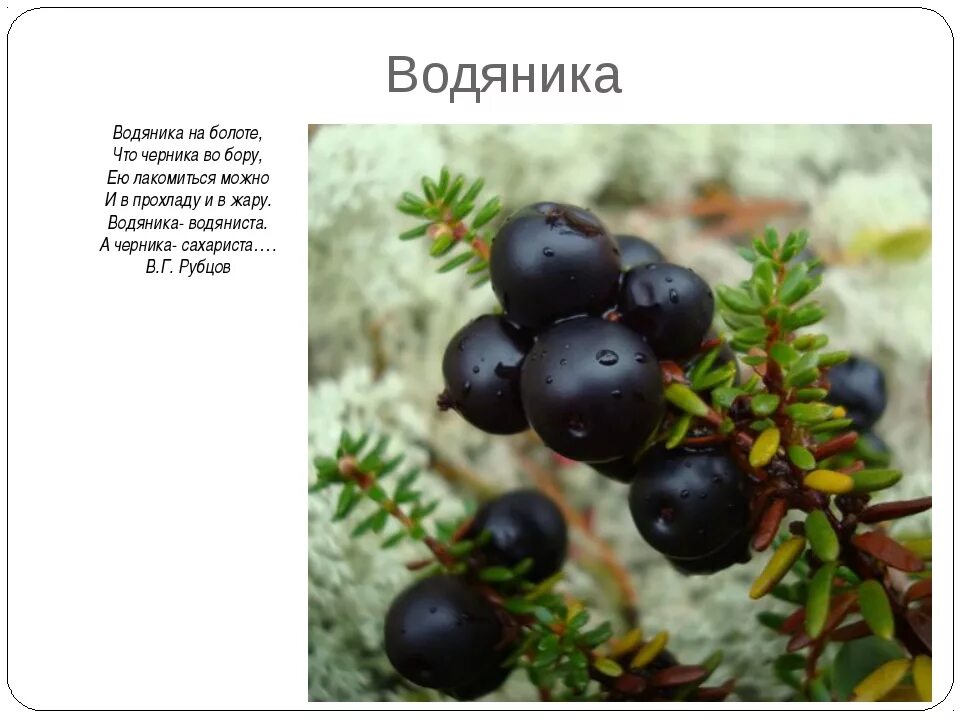 Ягоды Карелии / Вороника замороженная 1 кг . называют водяникой и шикшей Ягоды К