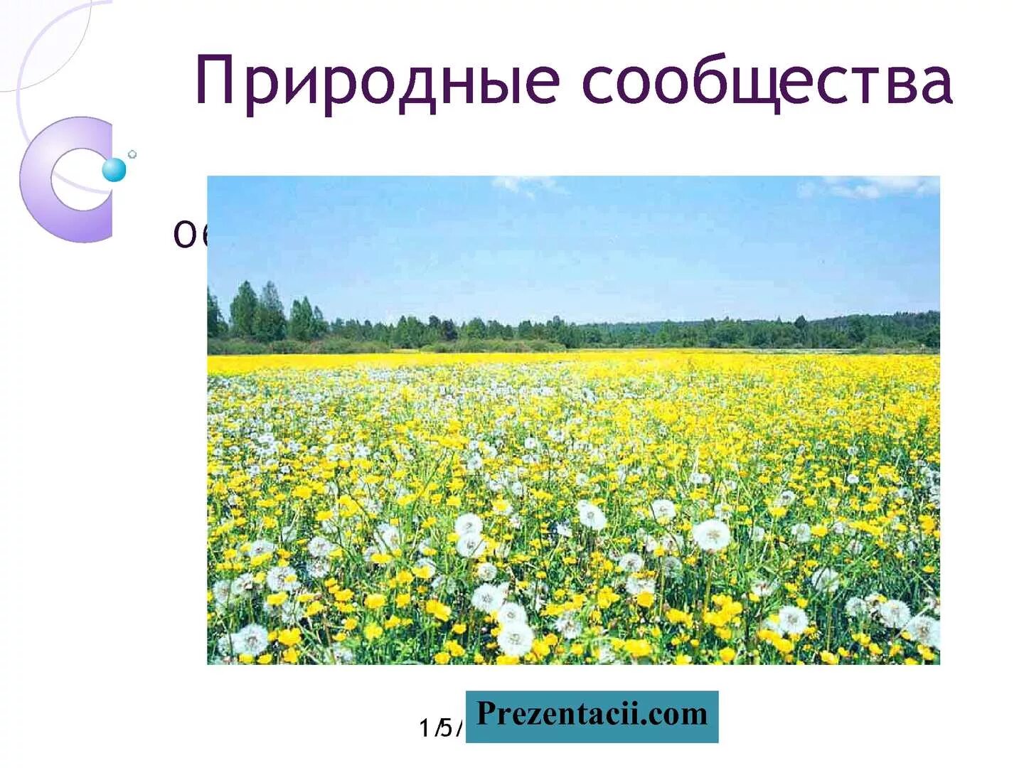 Природное сообщество поле 5 класс. Природные сообщества. Природные сообщества картинки. Название природного сообщества. Географические природные сообщества.