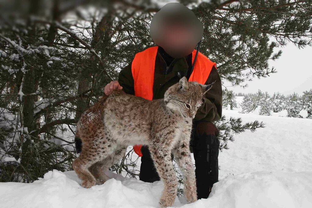 Королевская Рысь. Рысь на дереве. Сибирская Рысь на охоте. Встретил рысь