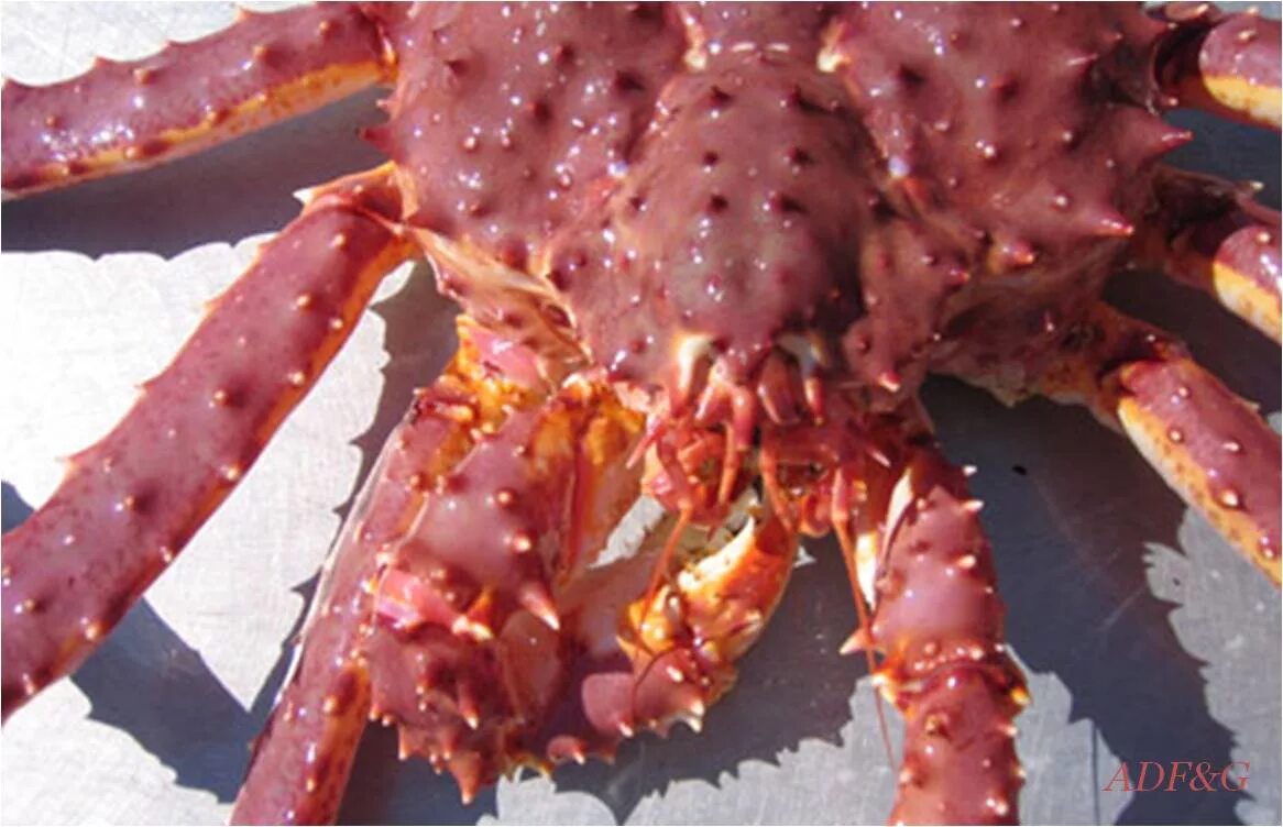 Красный Камчатский краб. Краб альбинос Камчатский. Краб в собстенном сок Red King Crab. Крабы хэйкэгани. Температура крабов