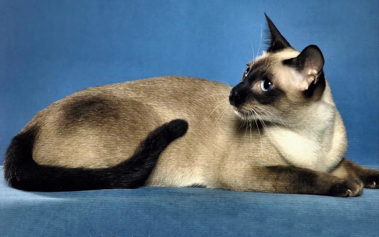 Сиамская порода кошек. Сиам кошка Сиамская. Сиамская кошка чистокровная. Старотипная Сиамская. Цвет сиамских кошек