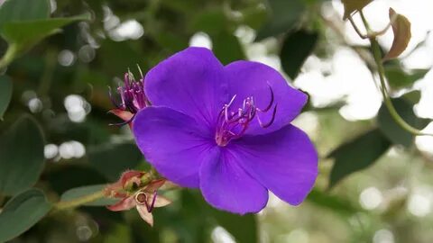Unique flower