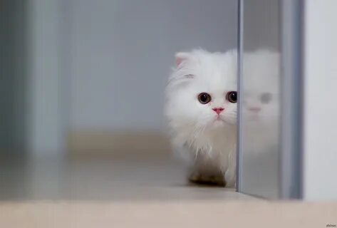 Экран с котиком