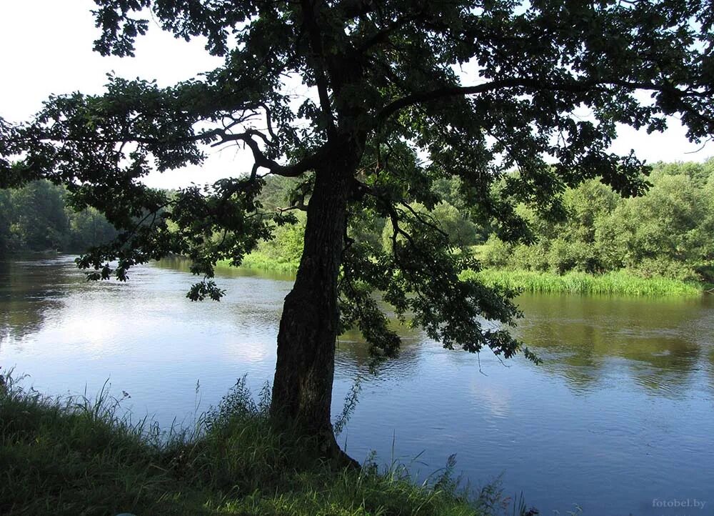 река свислочь в гродненской области. свислочь река. свислочь река. минск набережная реки свислочь. озеро свислочь в белоруссии.