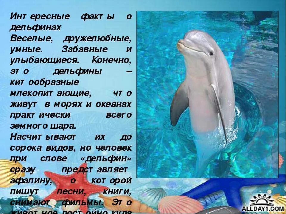 Интересные факты о дельфинах. Доклад о дельфине. Интересные факты о дельфинах для детей. Сообщение о дельфинах. 1 про дельфинов.
