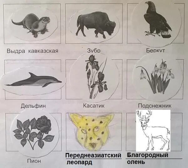 Название растений животных. Животные и растения красной книги. краснокнижные животные и растения рисунки. растение с названием животного. животные красной книги краснодарского.