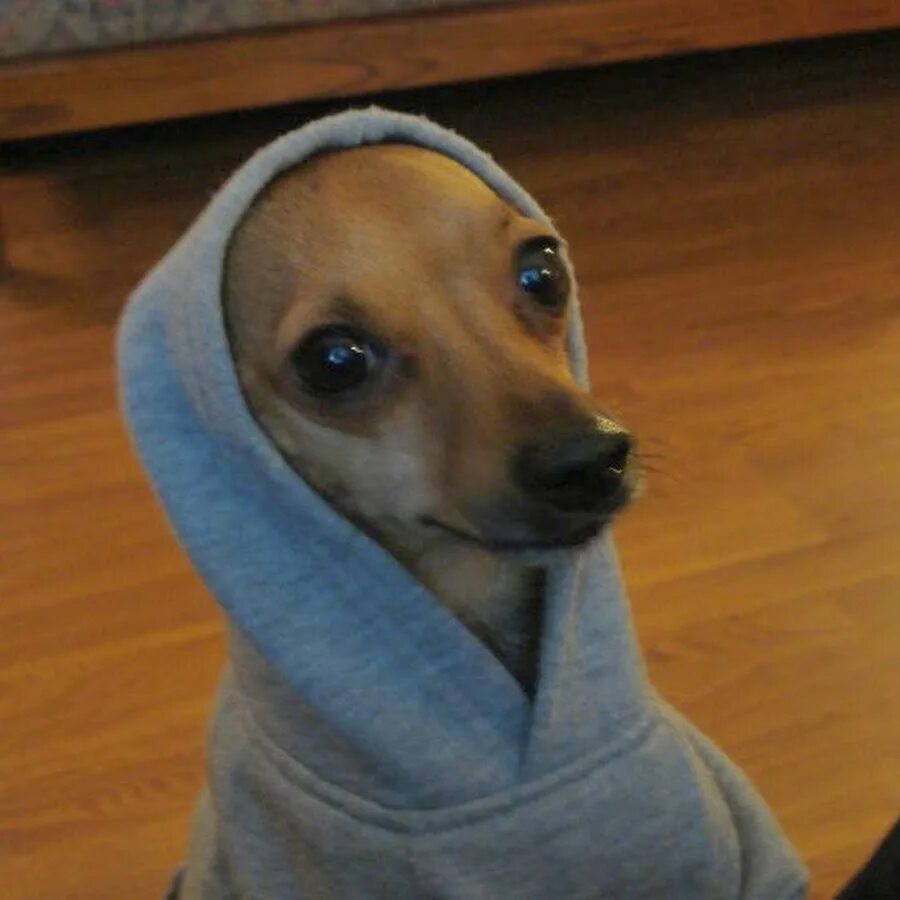 WTF PERRO SARTEN WTF PERRO SARTEN - YouTube