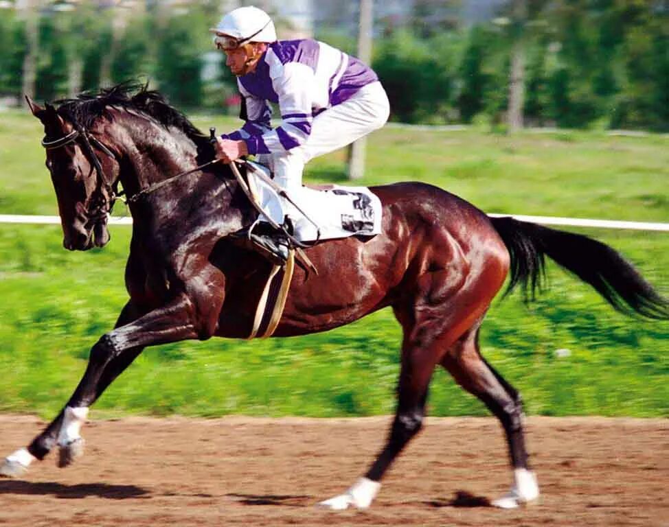 Скачки конный спорт. Лечебная верховая езда. Гонка на лошадях. Маска для лошади для скачек. Игра horse racing manager 2.