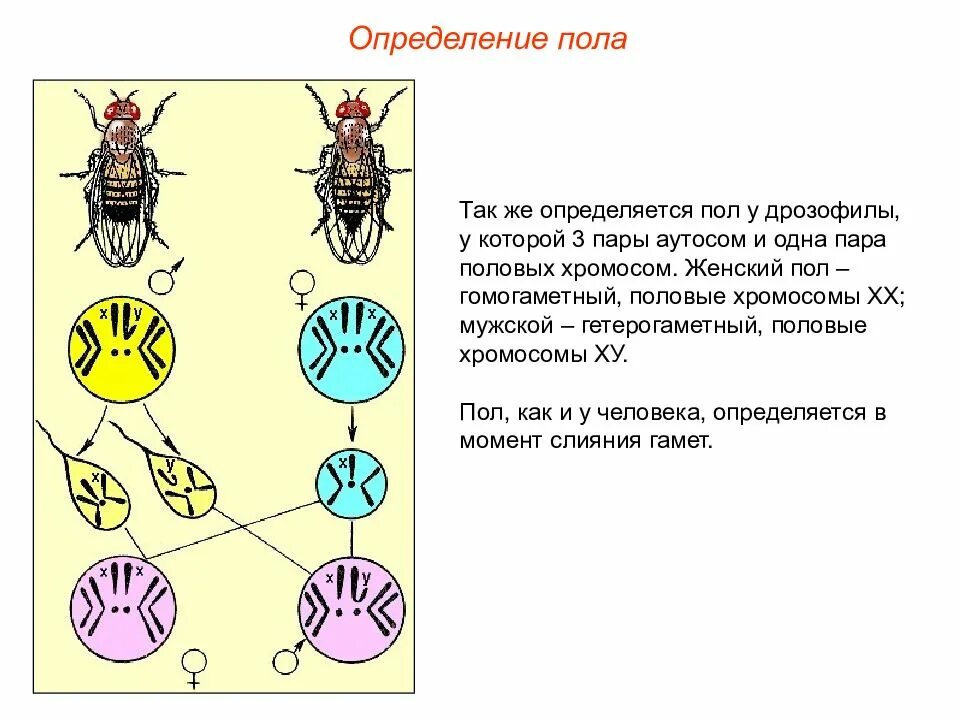 В половых клетках любого организма набор хромосом. Муха дрозофила хромосомы. Селекция генетика пола. Генетика пола механизм определения пола. Мухи дрозофилы генетика.