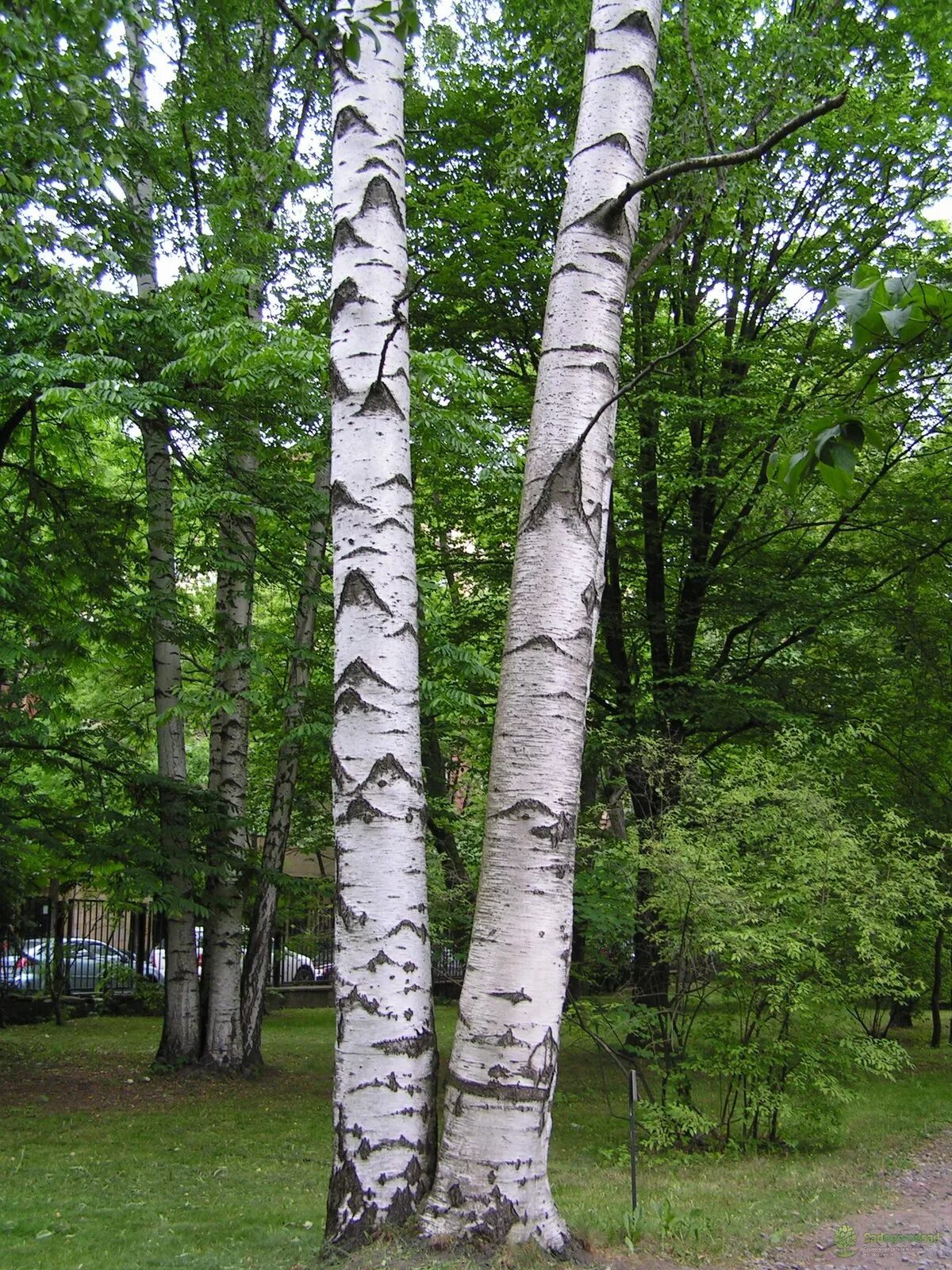 Береза обыкновенная (Betula Alba). Берёза + берёза. Карельская береза дерево. Крона дерева береза. Natura bereza