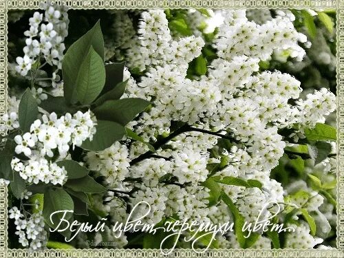 Белой белой черемухи цвет обрывает бессовестно. Черемуха. цветы черемухи. черемуха в цвету. с добрым утром цветущая черемуха.