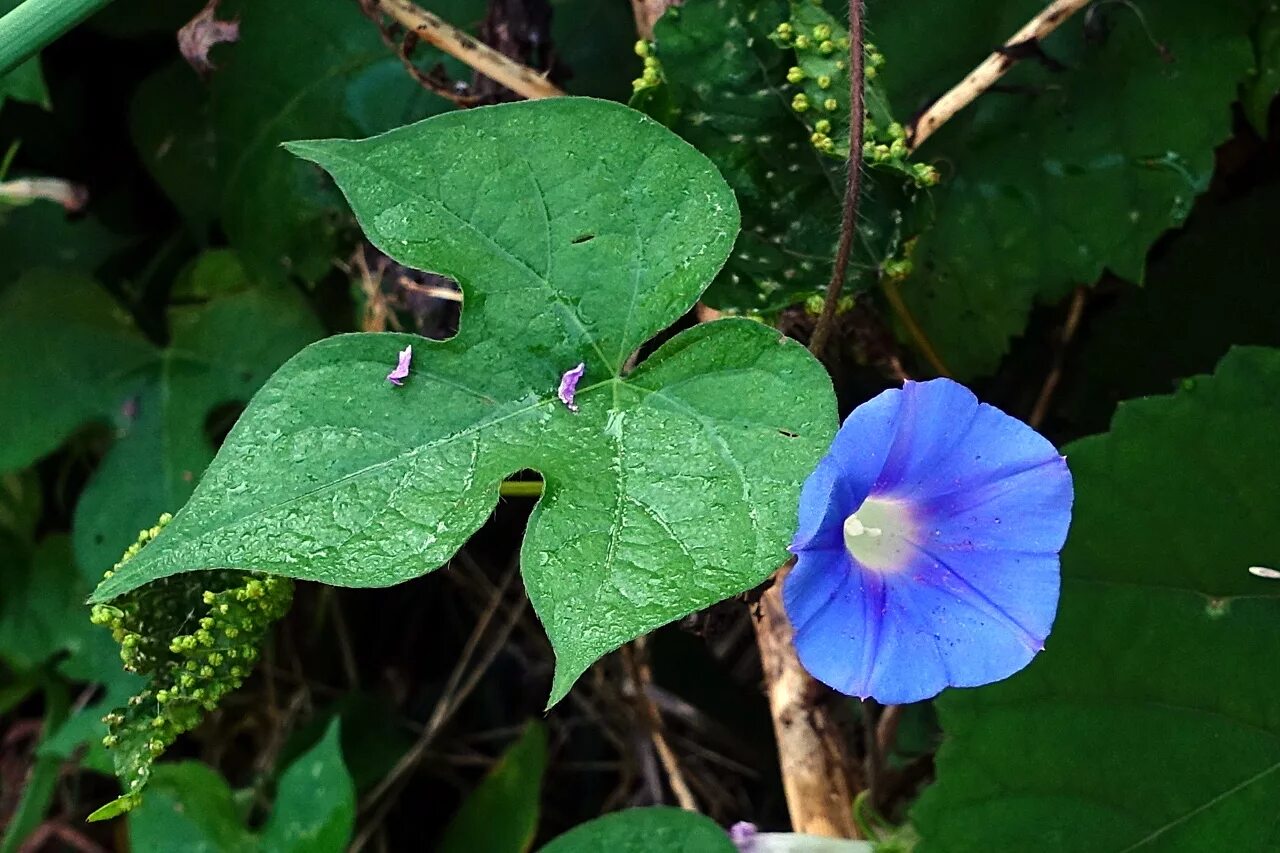 Ипомея плющевидная. Ipomoea hederacea. Ипомея плющевидная (Ipomoea hederacea). Ипомея виолацея. Сорта ипомеи под запретом