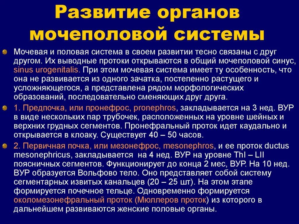 Развитие мочевых органов