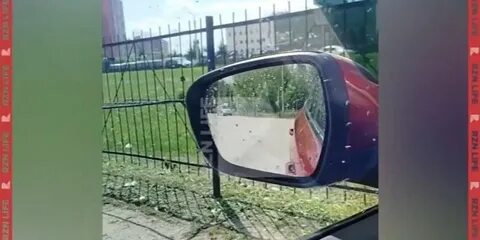 Нашествие мошкары в рязани