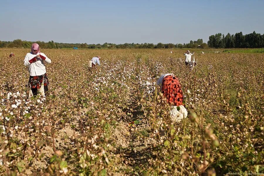 Что собирают на поле. Пшеница косят. Хлопковые поля ташкент. Работник в поле. Сбор хлопка в узбекистане.