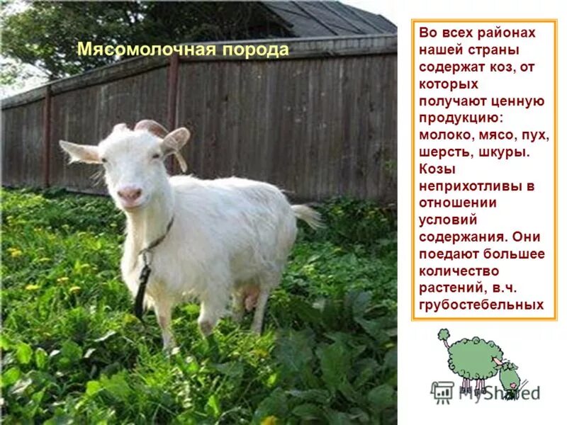 козлята бодаются. веселая коза. показать козу картинки. показать козу картинки. красивая коза.