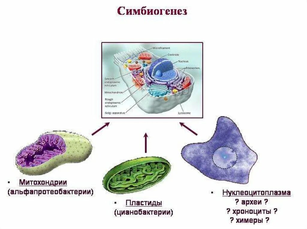 Теория симбиогенеза пластид. Теория симбиогенеза хлоропластов. Гипотеза симбиогенеза митохондрии. Теория симбиогенеза пластид и митохондрий. Появление эукариотических организмов