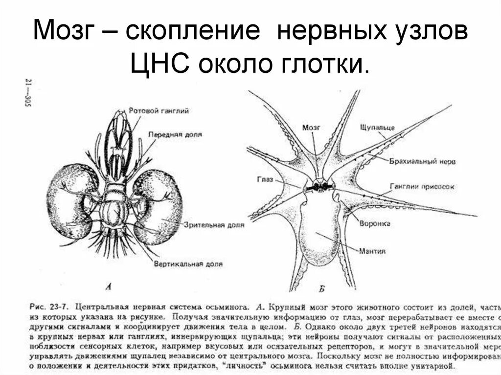 Нервная система головоногих. Анатомия нервной системы осьминога. Строение головного мозга осьминога. Нервная система осьсиног. Нервные узлы и нейрон