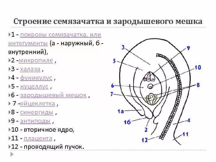 Женский гаметофит зародышевый мешок. Строение семяпочки цветковых- рис. Строение зародышевого мешка у покрытосеменных. Строение семязачатка цветковых растений. Семязачаток покрытосеменных растений.