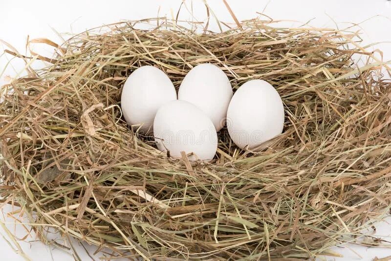 К чему снится куриное гнездо. Куриные яйца в гнезде. Гнездо с белыми яйцами. Гнездо с яйцами на белом фоне. Домашние яйца в гнезде.
