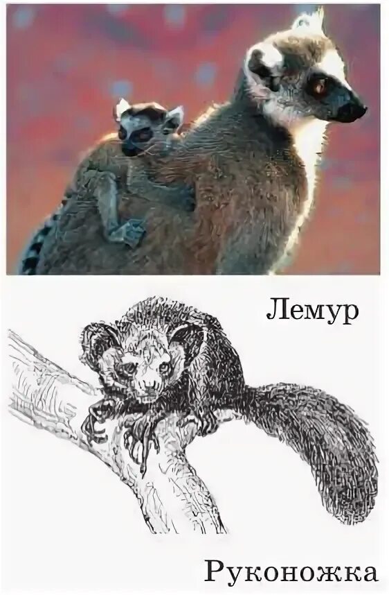 К отряду приматов принадлежат леопард песец