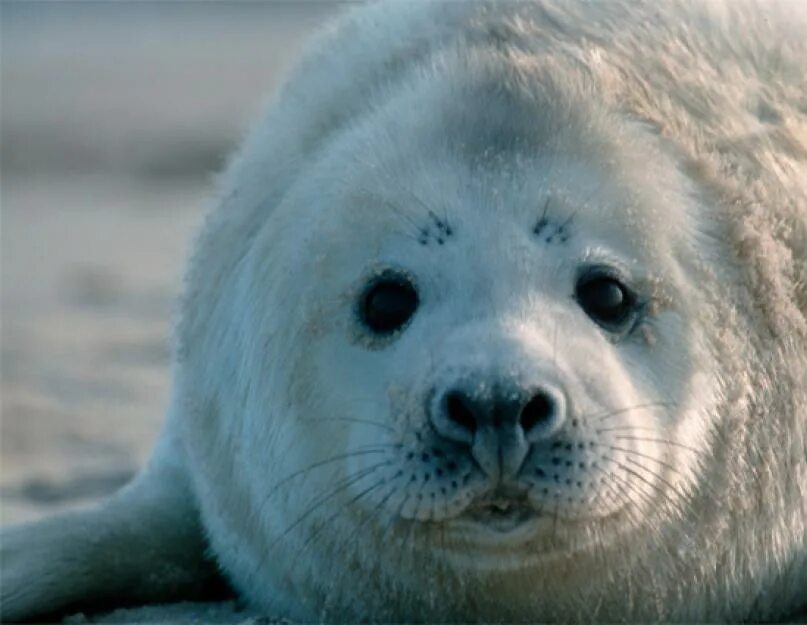 Международный день защиты бельков. Белек гренландского тюленя. Белек животное. Всемирный день защиты Бельков. Зеленец детеныш тюленя.