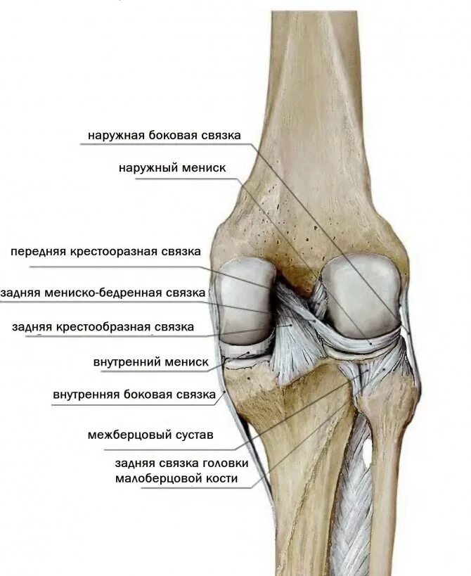 Повреждение медиального мыщелка. Суставная поверхность надколенника медиально. Большеберцовая кость и коленный сустав. Задняя связка головки малоберцовой кости. Коленный сустав малоберцовая кость.