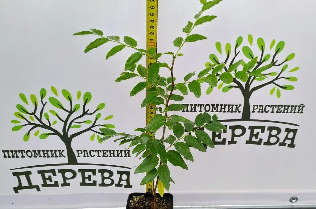 Логотипы питомников растений. Вывески питомников растений. Баннер питомник растений. Джубга растительность. Невьянск питомник растений ленина 104.