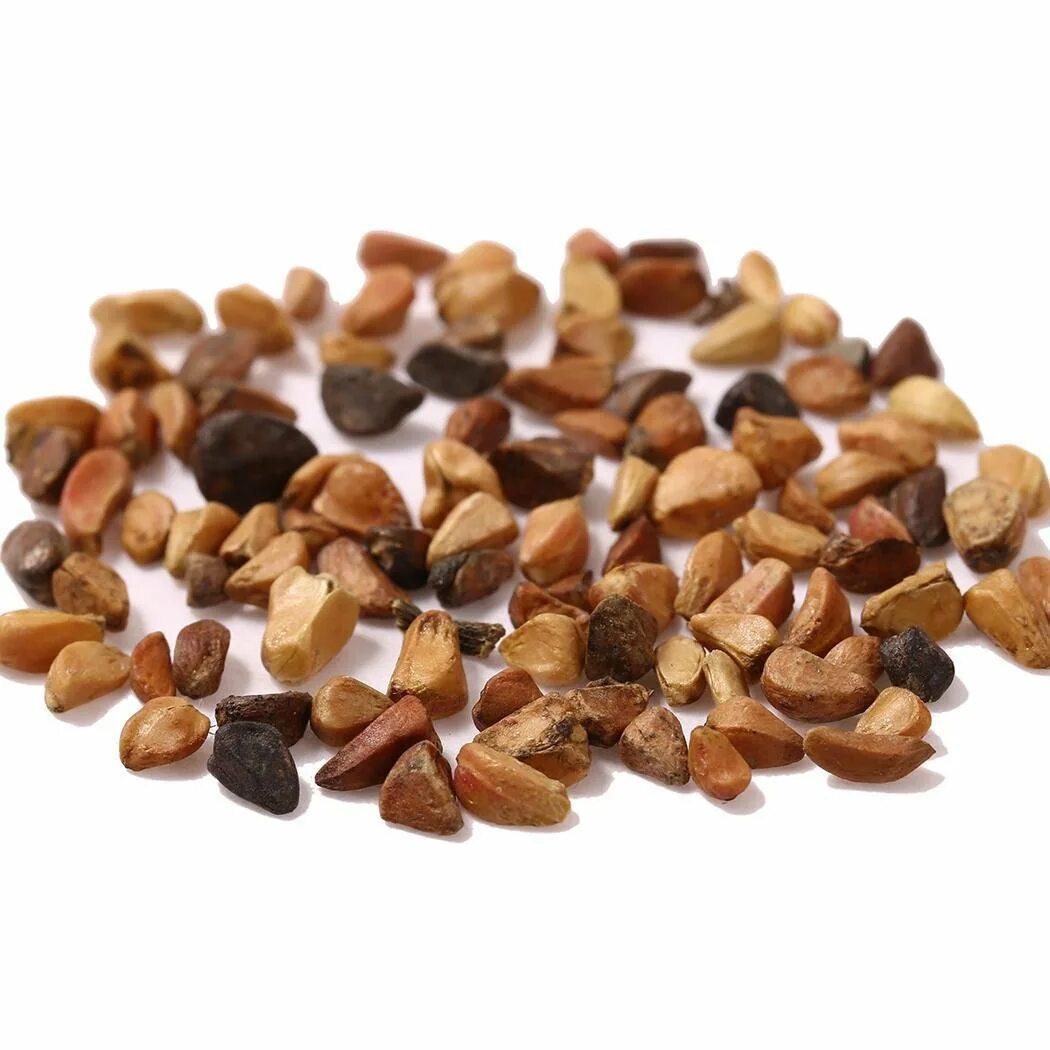 семена шиповника. розовые семечки. семена розы. розовые зерна пшеницы. розовые семена.