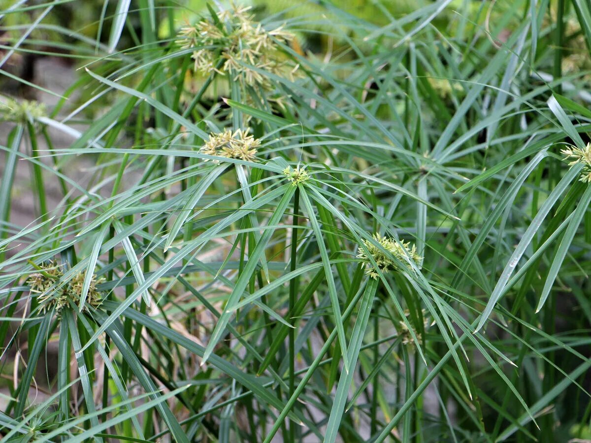 Циперус для кошек. Циперус. Кротон аспарагус циперус вместе. Cyperus alternifolius. Cyperus oil.