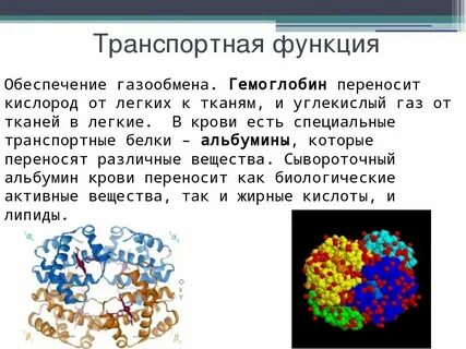 Транспортную функцию в организме выполняют молекулы