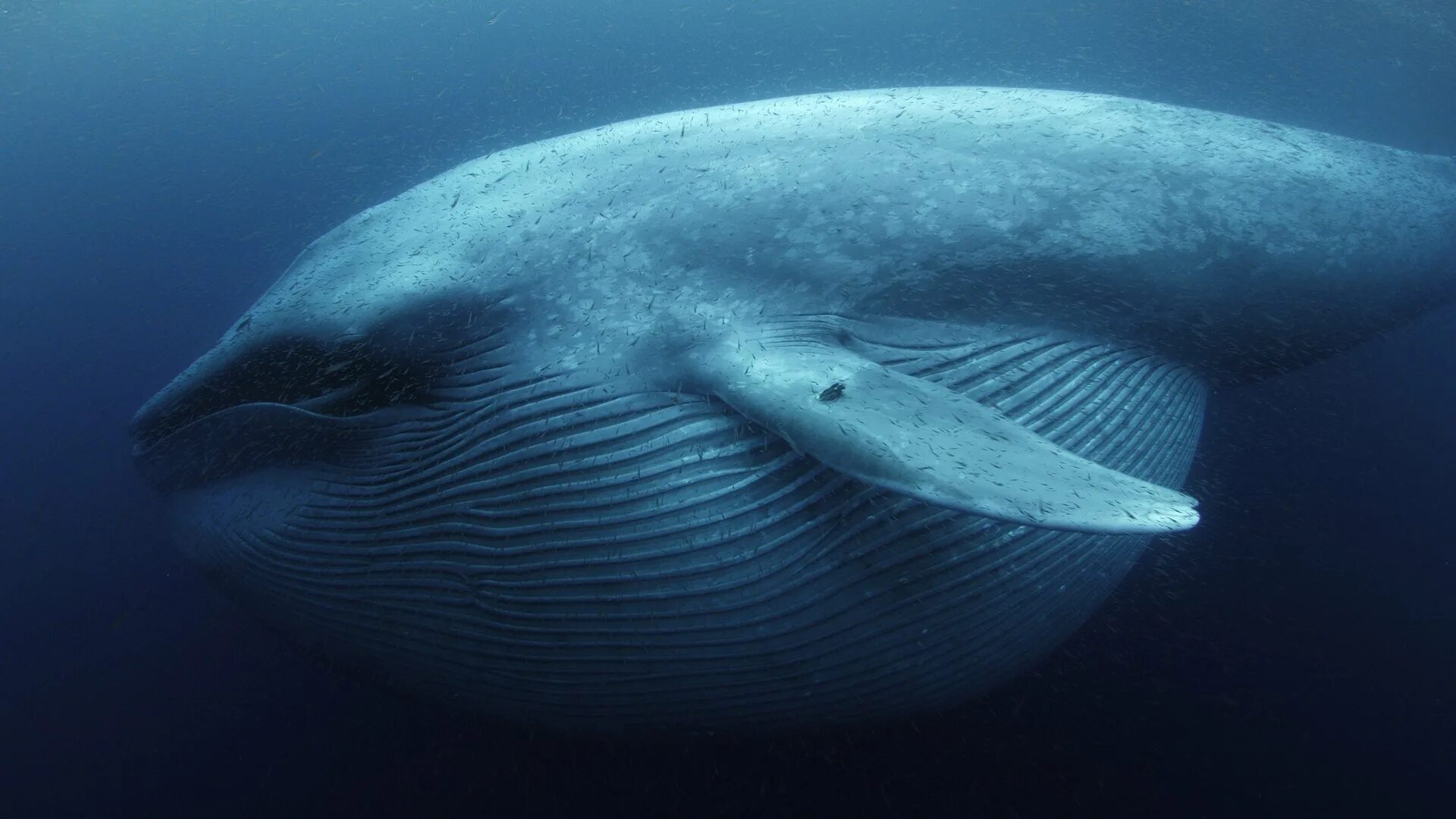 Китовый ус синего кита. Кит и планктон. Синий кит National Geographic. Усатый кит.