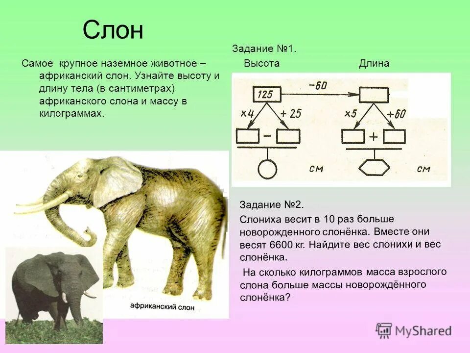 Какую длину имеют животные. Вес слона взрослого. Сколько весит слон. Масса африканского слона. Слон вес взрослого животного.