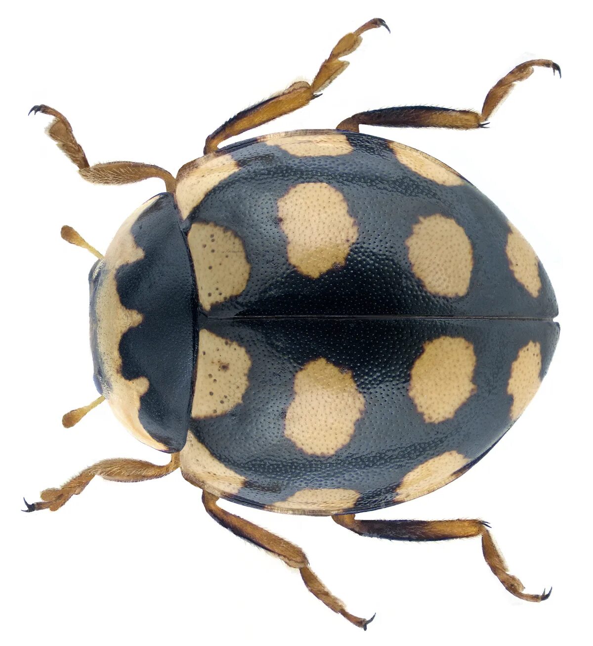 Коровка википедия. Coccinula quatuordecimpustulata. Coccinula quatuordecimpustulata (Linnaeus, 1758). Coccinula quatuordecimpustulata Божьи коровки. Coccinula quatuordecimpustulata кокцинула четырехгранная.