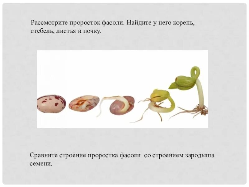 Строением проростков фасоли гороха. Строение проростка семени. Строение проростка фасоли. Корневая система проростка фасоли. Фасоль корневая