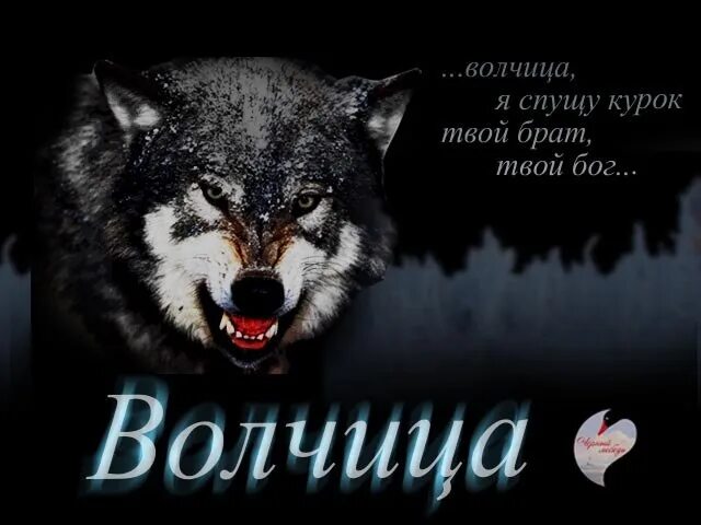 Я буду твоим зверем. Оскал волка с надписью. Статусы с волками. Волк одиночка. Волчица высказывания.