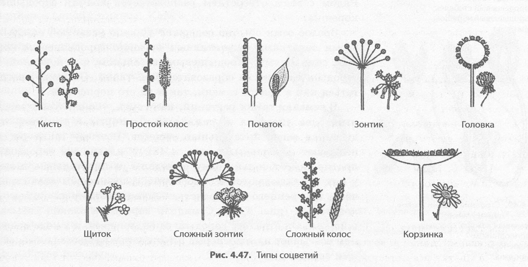 Схема типов соцветий. Схема соцветий цветковых растений. Соцветие полузонтик. Соцветие кистевидная корзинка рисунок.