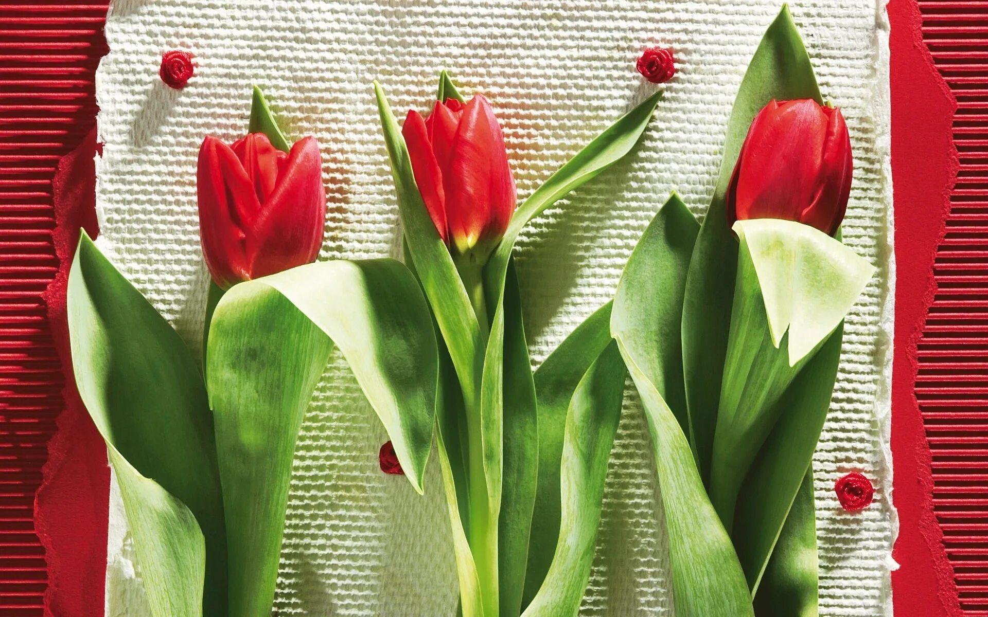 3 красных тюльпана. Тюльпаны. Красные тюльпаны. Тюльпаны разноцветные. Три тюльпана.