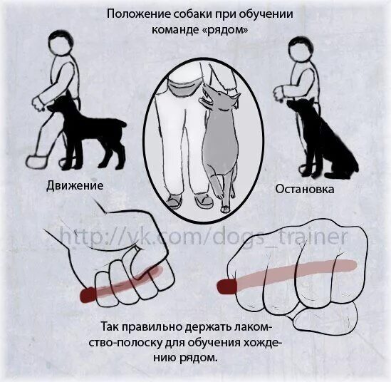 Как научить щенка давать лапу