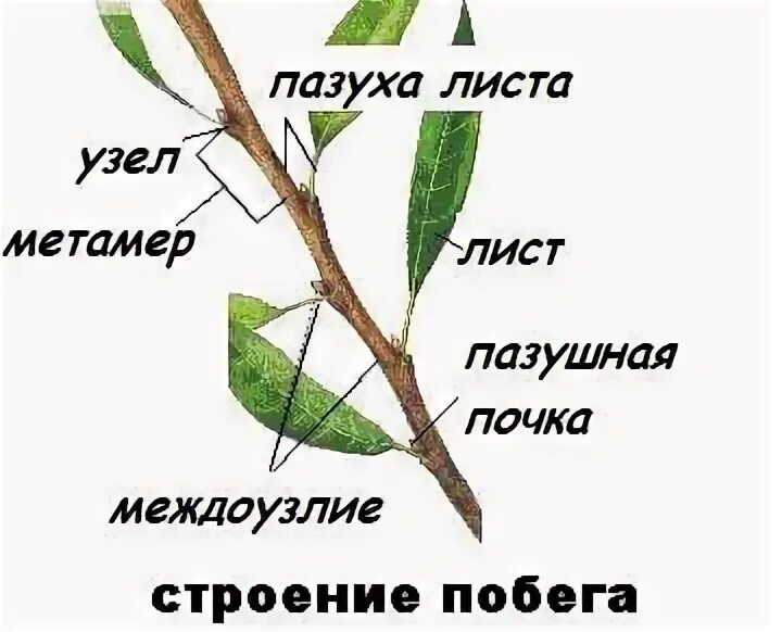 Как выглядит узел у растения ГДЗ рабочая тетрадь по биологии 6 класс Пасечник. 29. Класс Однодольные. Семейст