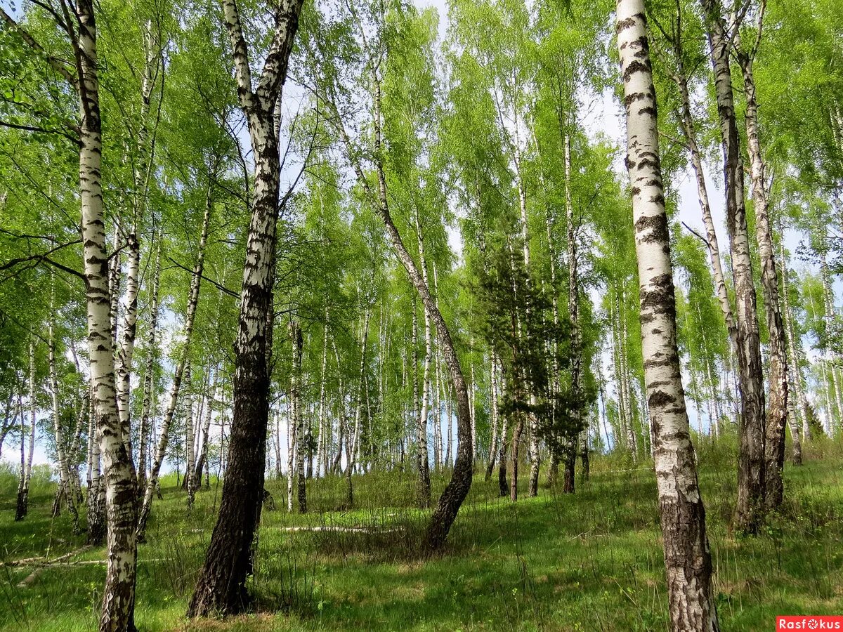 Березовая роща береза повислая. Береза обыкновенная (Betula Alba). Береза бородавчатая. Березы Башкирии. Небольшие березки