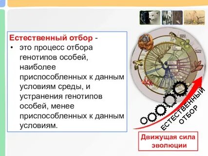 Про естественный