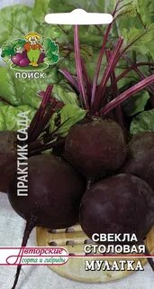 Сорт мулатка