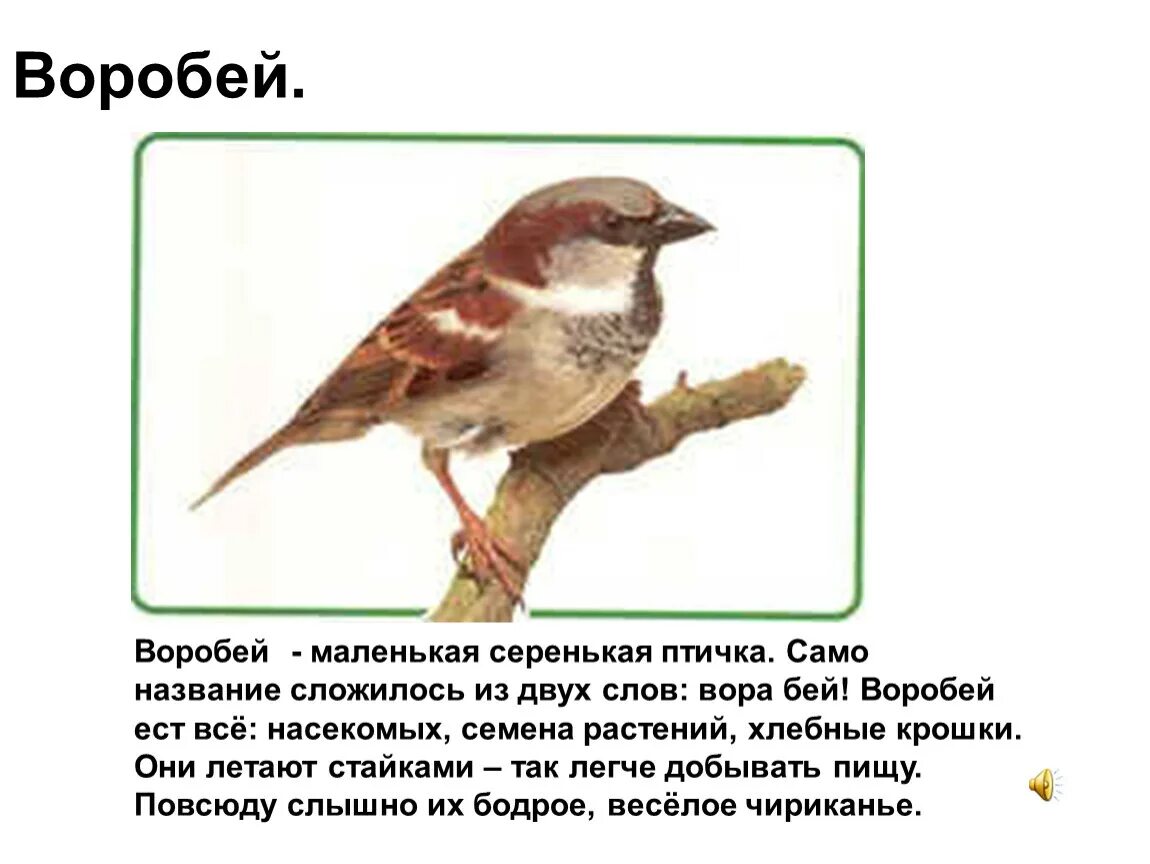 Почему воробей может съесть горсть. Воробей маленькая птичка. Описание воробья. Какой клюв у воробья. Птицы питающиеся семенами.